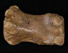 Hadrosaurid Finger Bone #14790-2